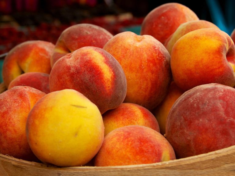 Теплая зима и весенние заморозки негативно повлияли на урожай персиков и абрикосов в Европе