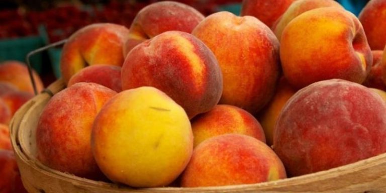 Испания может остаться без урожая персиков и винограда