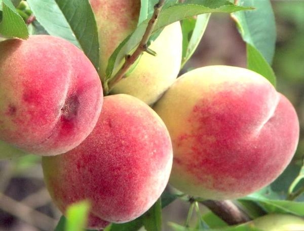 Правильно доглядайте за персиком навесні – він віддячить вам прекрасним урожаєм