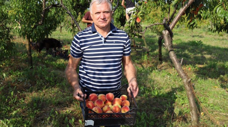 Львовский фермер возделывает персики, которые не боятся морозов