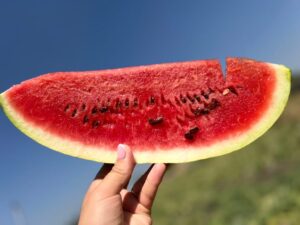 Вирощування кавунів