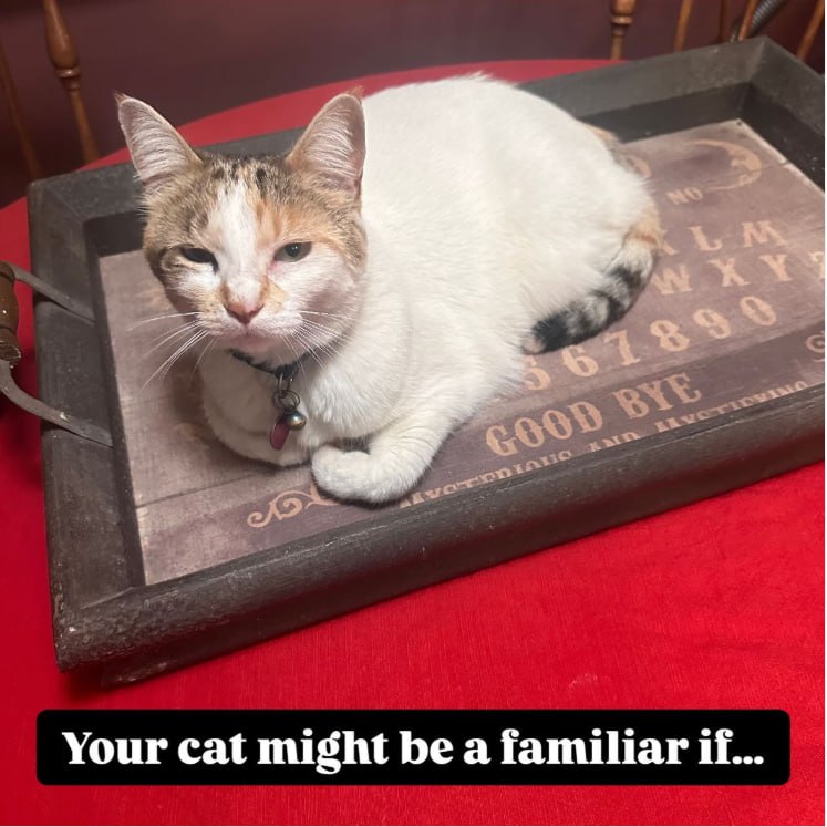 кошка