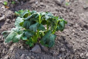 подмерзлый картофель