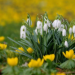 підсніжники