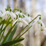 подснежники