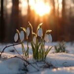 підсніжники