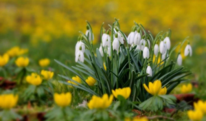 підсніжники