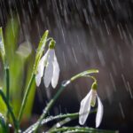 підсніжники