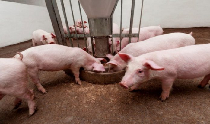 Как кормить свиней на ферме?