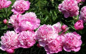 півонії