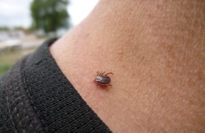 Почему люди не замечают укуса клеща