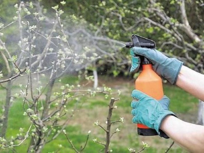Как очистить сад от болезней и вредителей?