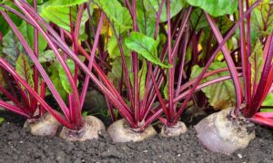 Подкормка свеклы солью