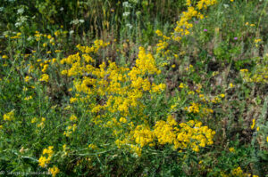 Подмареник настоящий, или подмаренник желты