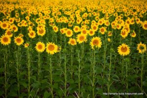 подсолнечник