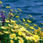 цветі над водой