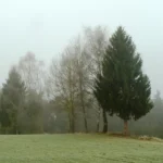 деревья на опушке