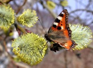 погода 20 апреля