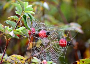 паутина на шиповнике