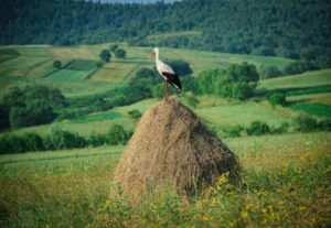 аист на стогу сега