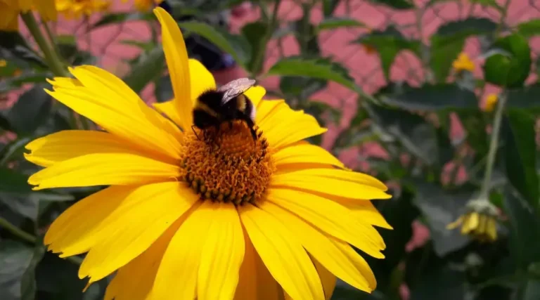 пчела на цветке