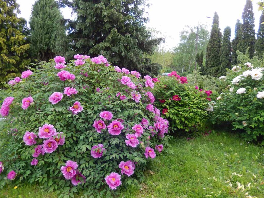 погода