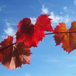 виноградные листья