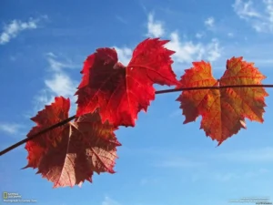 виноградные листья