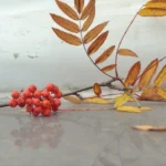 веточка рябины