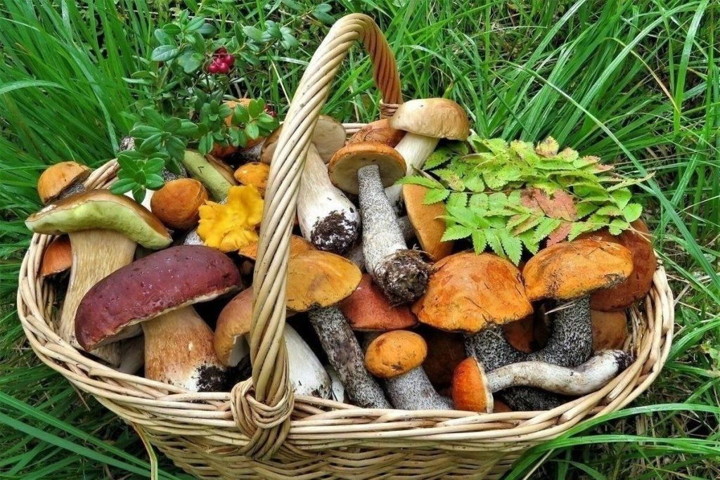 корзина с грибами