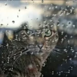 погода в декабре