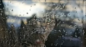 погода в декабре