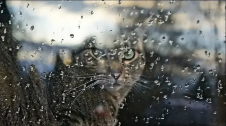 погода в декабре