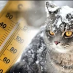 погода в грудні