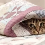 погода в грудні