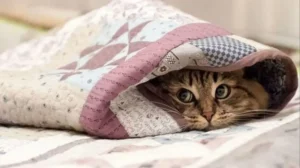 погода в декабре