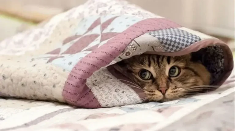 погода в декабре