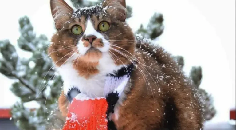 погода в декабре
