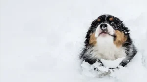 погода в лютому