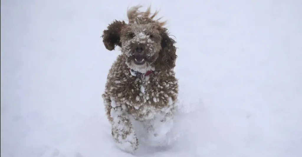 погода в январе