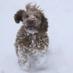 погода в січні