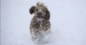 погода в январе