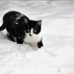 погода в январе