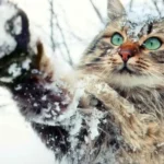 погода в січні