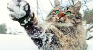 погода в січні