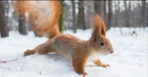 погода в січні