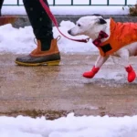 погода в січні