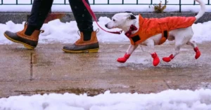 погода в січні