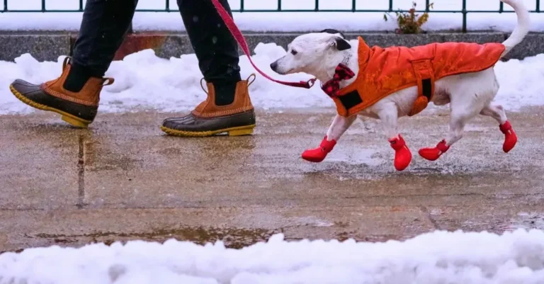 погода в січні