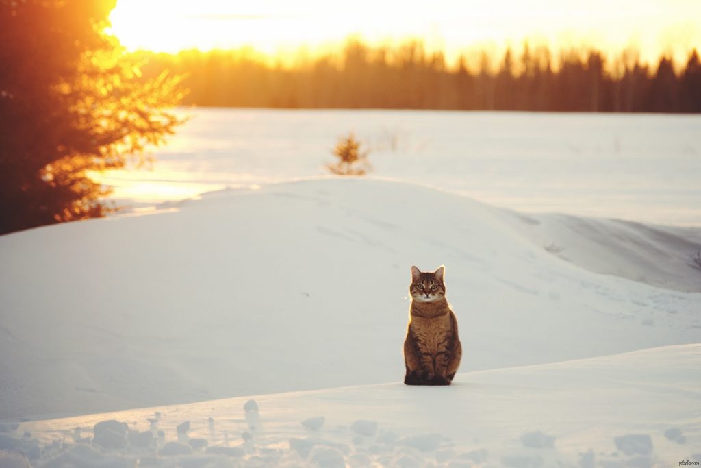 кот на  снегу